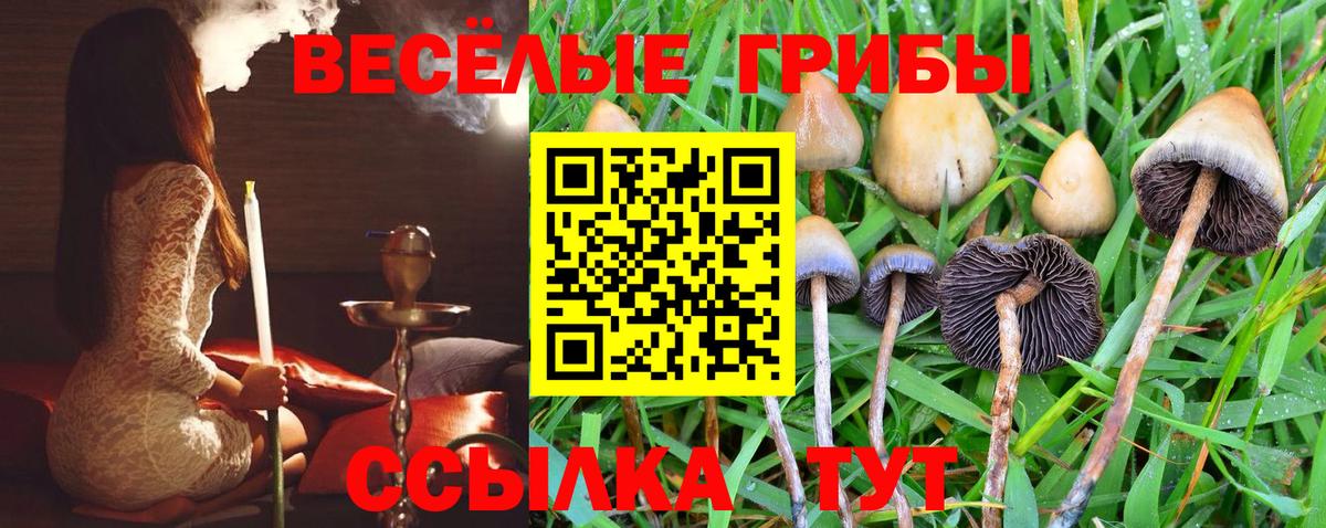 Псилоцибиновые грибы Psilocybe  Галлюциногенные грибы MAGIC MUSHROOMS  Алатырь  Вход с VPN 